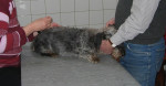 Max, de dappere ruwharige teckel, laat zich behandelen met acupunctuur.