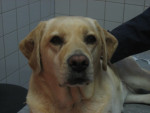 Sandy,labrador,volledig verlamd,na acupunctuur weer lopend.