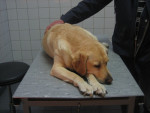 Sandy,lab,was na balgooien in elkaar gezakt tgv spondylosis.