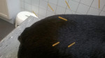 Maggie, hier met een close-up van de acupunctuurnaalden