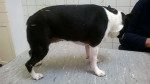 Maggie,boston terriër, teefje,van bijna 4 jr met spondyosis ,hernia en ruggemerg infarct krijgt acupunctuur hiervoor.