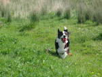 Ringo,welsh corgi reu, 5 jr, heeft een ernstige nieraandoening waarvoor hij oa Reneel krijgt. 