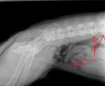 Shoefa, DH reu, 10 jr,heeft last van zwakte in de achterhand door spondylosis. Met succes krijgt hij acupunctuur