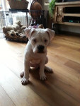 Thorfinn, amerikaanse bulldog reu, is geen patiënt, maar mag gezien worden!Zijn grote broer is wel onder behandeling