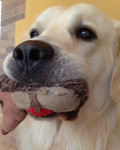 Deejay, golden retriever, inmiddels wonend in Spanje, heeft het daar prima naar de zin.