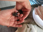 Wie prikt wie?De rechter achterpoot kon deze egel na een breuk,die met succes was geheeld, niet meer gebruiken.