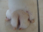 Guus,bull terrier met ernstige huidklachten