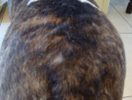 Guus,bull terrier met ernstige huidklachten, genaamd atopie of atopische dermatitis