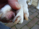 Guus,bull terrier met ernstige huidklachten, genaamd atopie of atopische dermatitis krijgt Efaskin 10