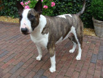 Guus,bull terrier met ernstige huidklachten, genaamd atopie of atopische dermatitis krijgt Efaskin 10