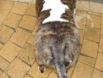 Guus,bull terrier met atopie reageert heel goed op Efaskin 10