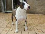 Guus,bull terrier met atopie reageert heel goed op Efaskin 10