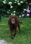 Olivier, labrador reu, is super enthousiast, ondanks zijn huidklachten, bewegingsproblemen en nierproblemen. 