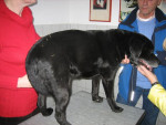 Scooter,zwarte labrador van de "fietsenzaak"is kreupel rechts achter tgv spondylosis.