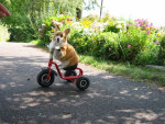 Mabel,Welsch Corgi van bijna 15 jaar zit hier op de fiets.Ze heeft met succes acupunctuur gehad oa voor haar rug!