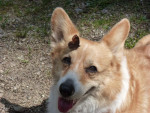 Mabel met vlinder,een bijzondere foto, die ik toegestuurd kreeg van de eigenaar.