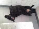 Faith,flatcoated retriever, 8 jr, is behoorlijk kreupel. Ontspannen ligt ze er voor de eerste keer acupunctuur bij!